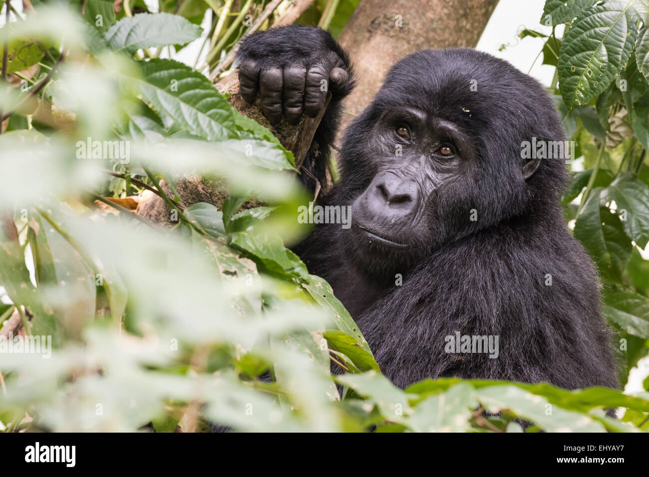 Gorilla di Montagna in alberi, Gruppo Rushegura, Uganda Foto Stock