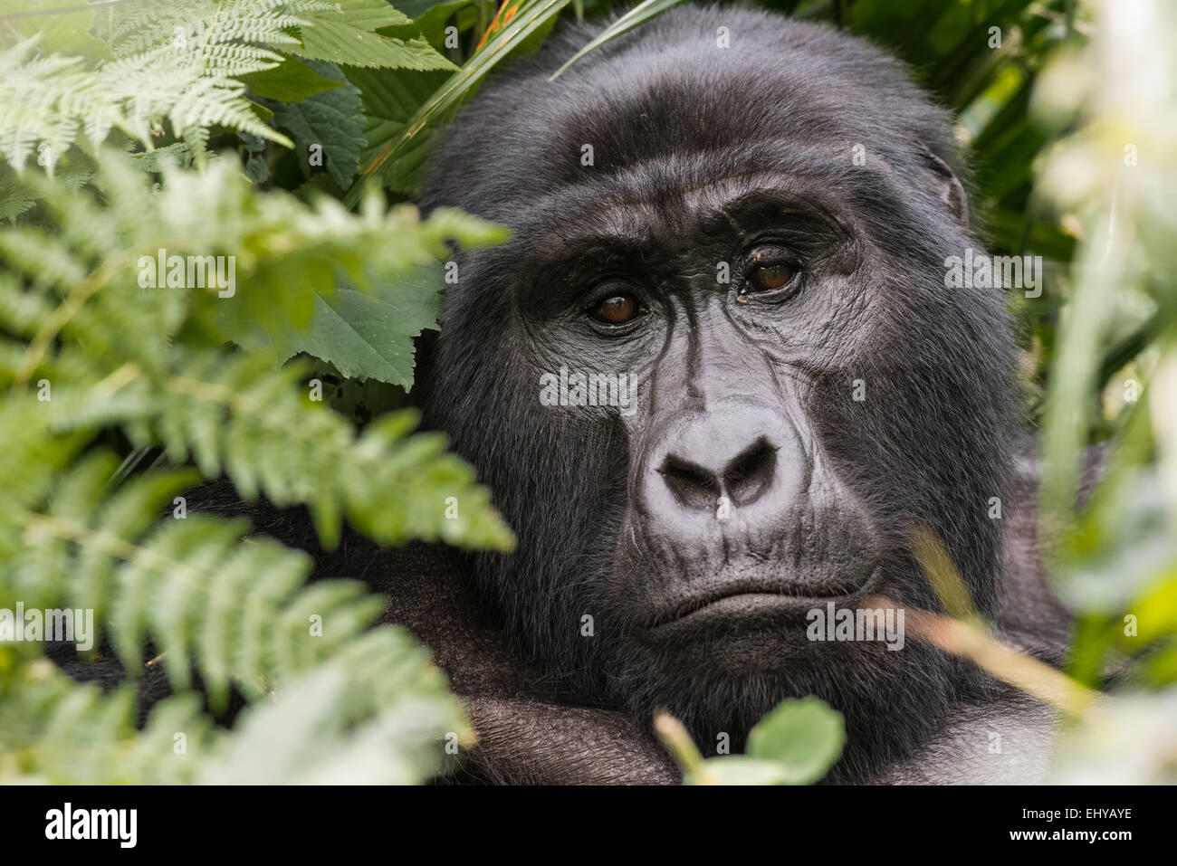 Gorilla di Montagna in alberi, Gruppo Rushegura, Uganda Foto Stock