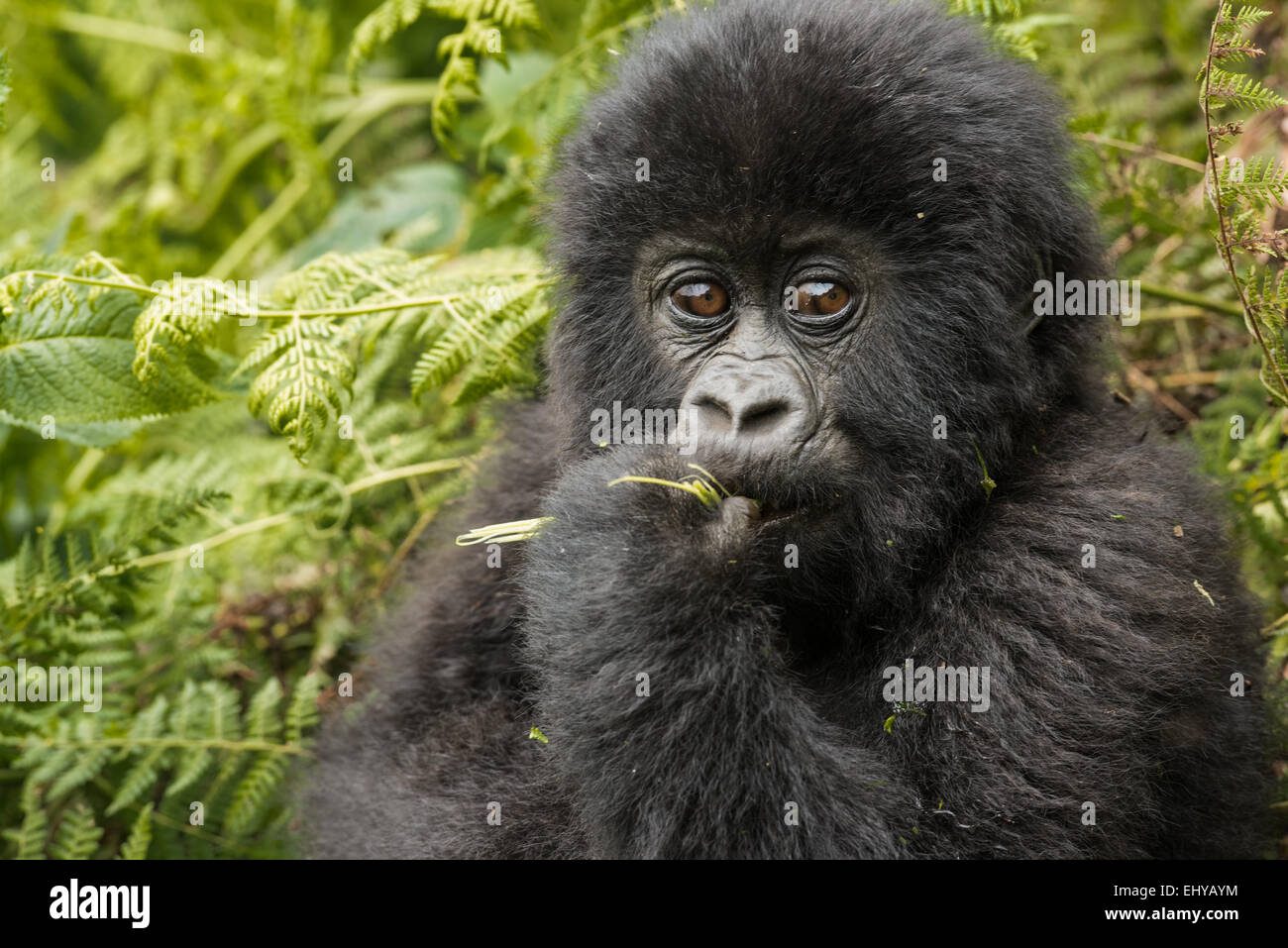 Baby gorilla di montagna, Gruppo Sabyinyo, Ruanda Foto Stock