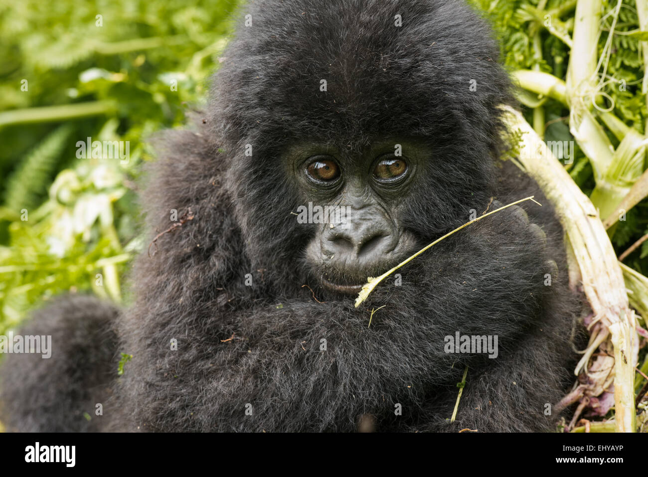 Baby gorilla di montagna, Gruppo Sabyinyo, Ruanda Foto Stock