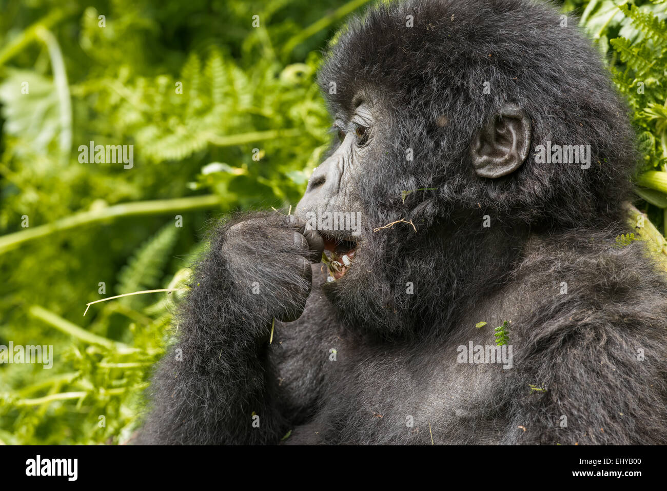 Baby gorilla di montagna, Gruppo Sabyinyo, Ruanda Foto Stock
