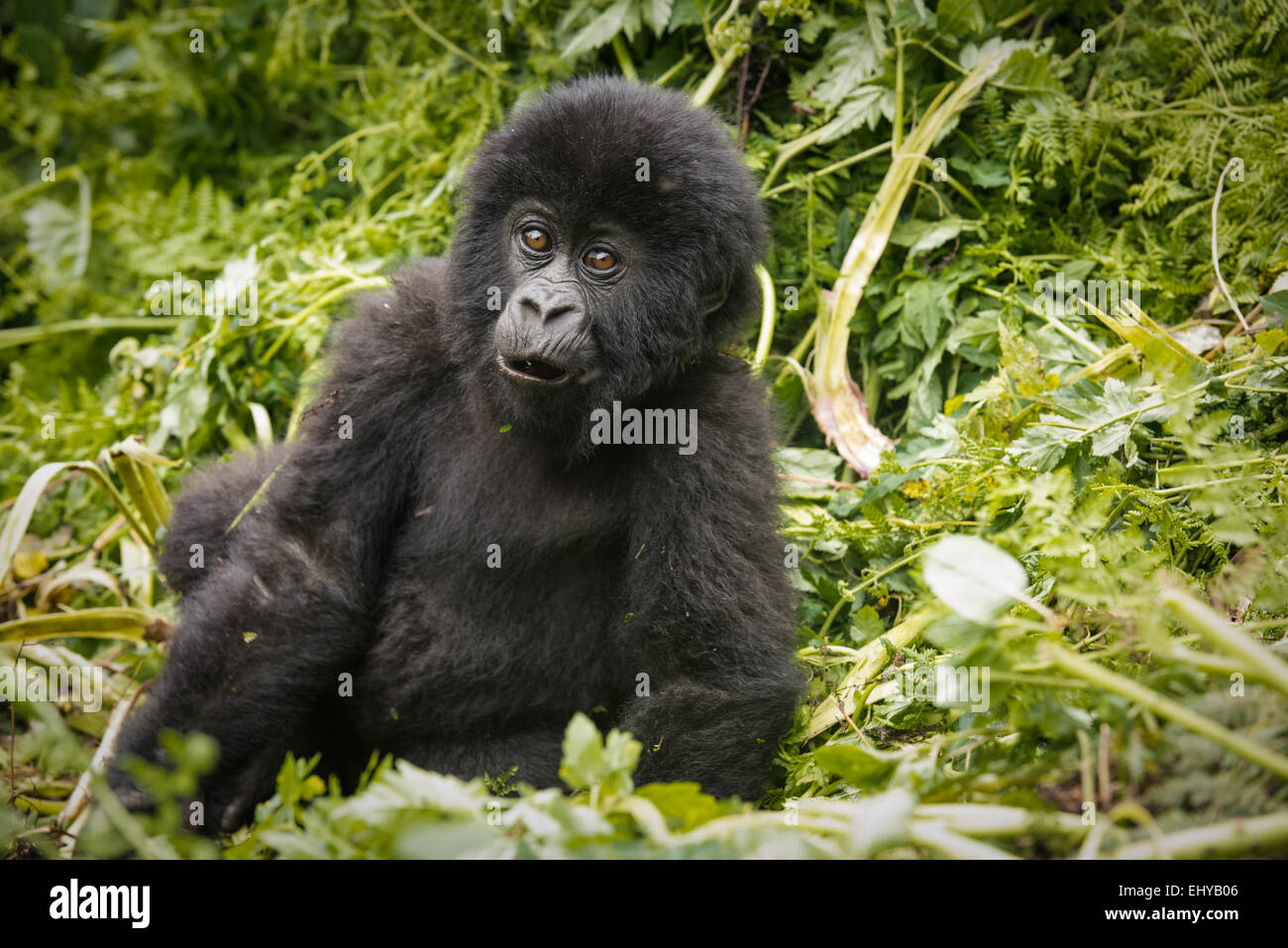 Baby gorilla di montagna, Gruppo Sabyinyo, Ruanda Foto Stock