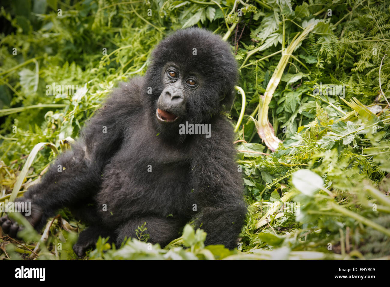 Baby gorilla di montagna, Gruppo Sabyinyo, Ruanda Foto Stock