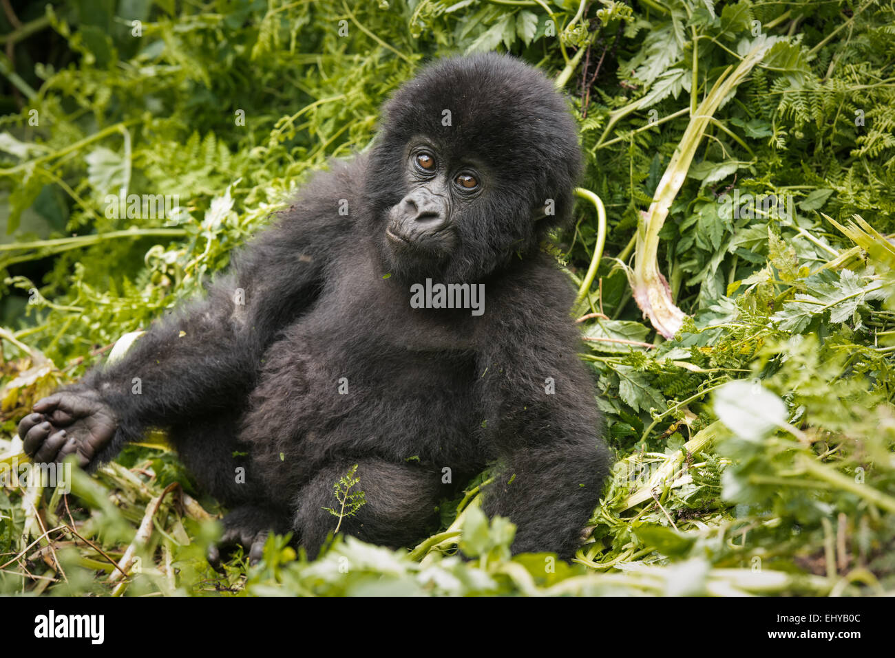 Baby gorilla di montagna, Gruppo Sabyinyo, Ruanda Foto Stock