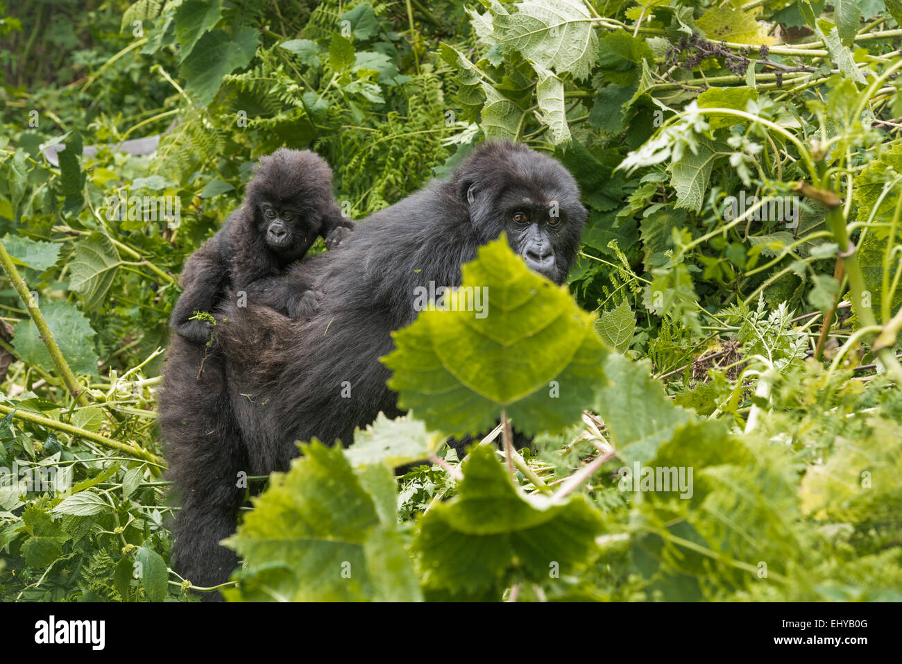 Baby gorilla di montagna, Gruppo Sabyinyo, Ruanda Foto Stock