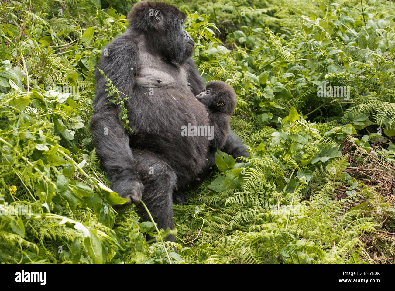 La madre e il bambino gorilla di montagna, Gruppo Sabyinyo, Ruanda Foto Stock
