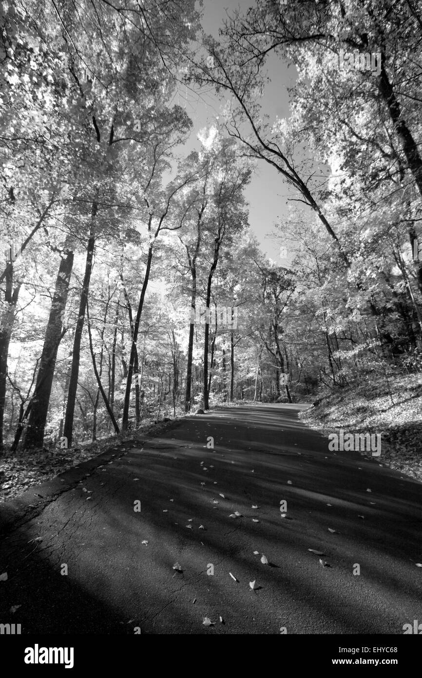 Strada attraverso la foresta in bianco e nero Foto Stock