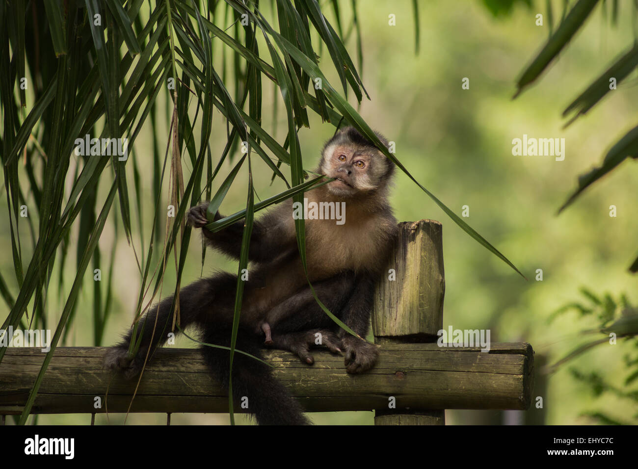 Scimmia cappuccino di sedersi e di pensare al di sotto di Palm tree Foto Stock