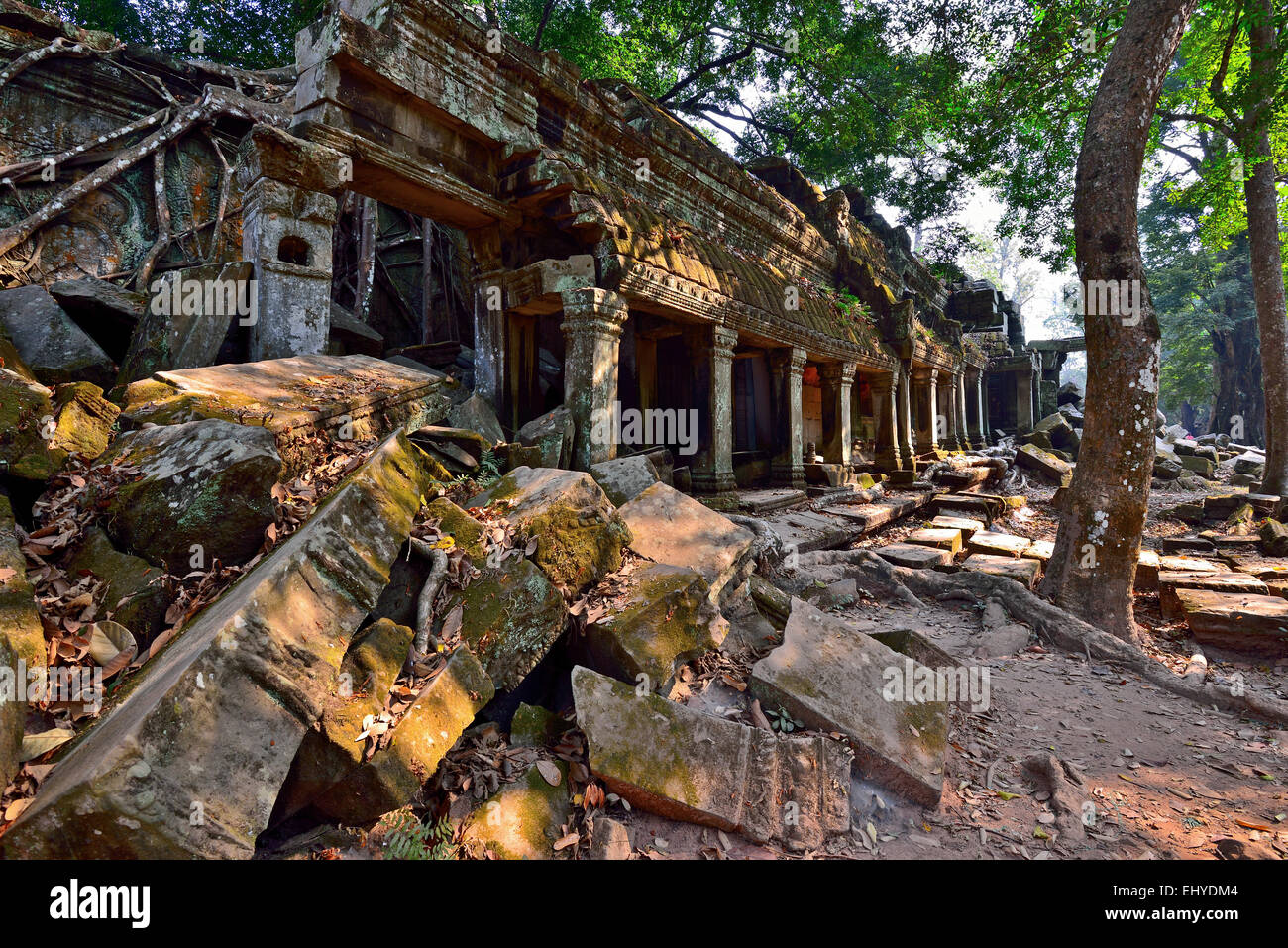 Ta Phrom rovine di templi di Angkor, Siem Reap, Cambogia Foto Stock