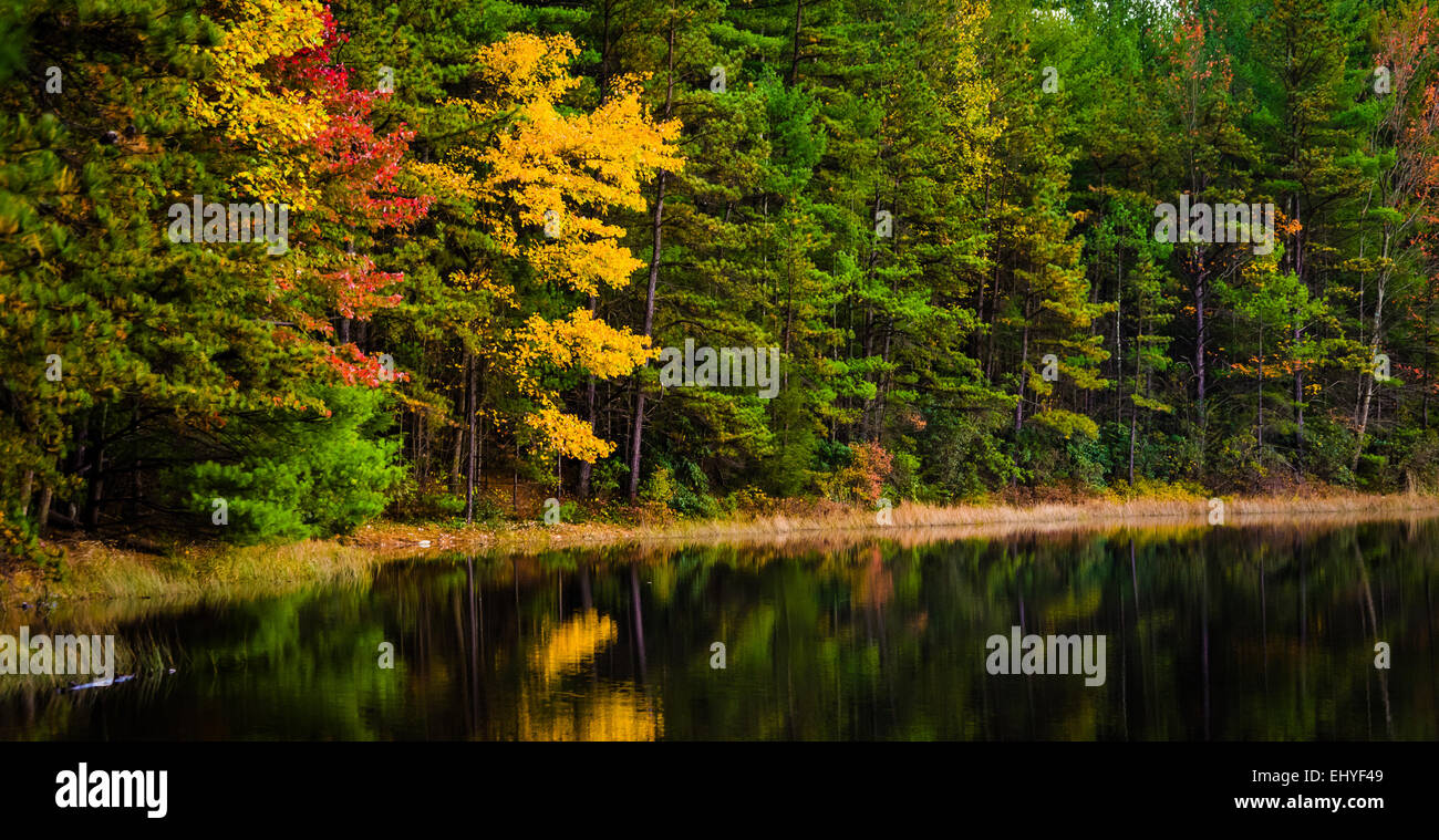 Colore di autunno lungo la riva di lunga esecuzione di Pino serbatoio, in Michaux la foresta di stato, Pennsylvania. Foto Stock