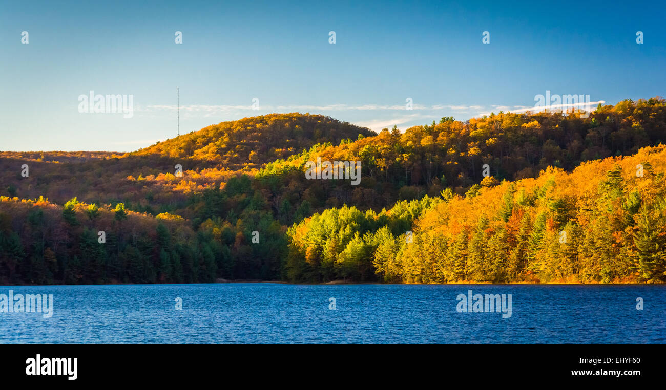 Colore di autunno a lunga esecuzione di Pino serbatoio, in Michaux la foresta di stato, Pennsylvania. Foto Stock