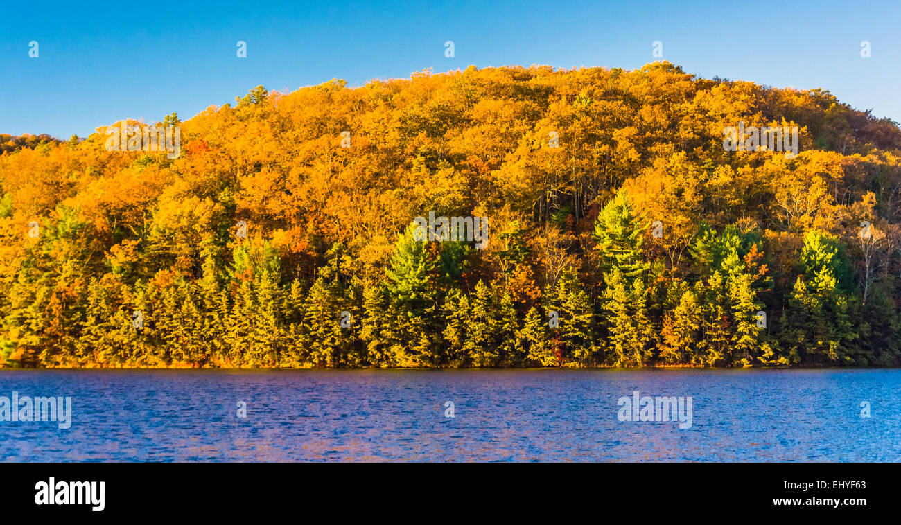 Colore di autunno a lunga esecuzione di Pino serbatoio, in Michaux la foresta di stato, Pennsylvania. Foto Stock