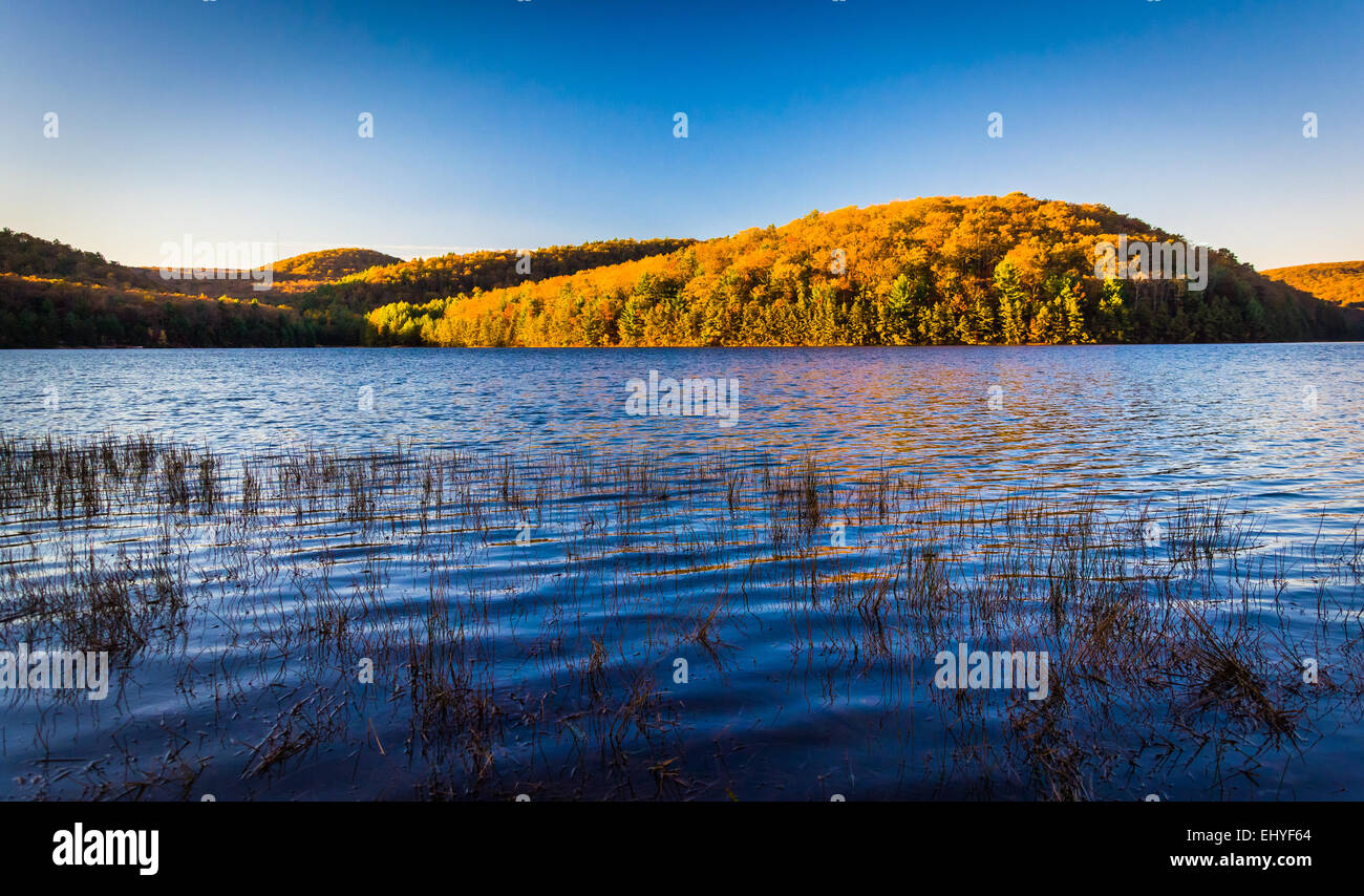 Colore di autunno a lunga esecuzione di Pino serbatoio, in Michaux la foresta di stato, Pennsylvania. Foto Stock