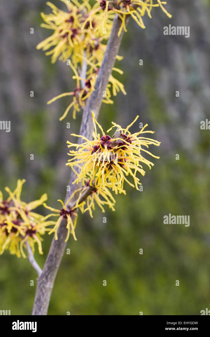 Hamamelis x intermedia 'Barmstedt Oro'. Amamelide fiori. Foto Stock