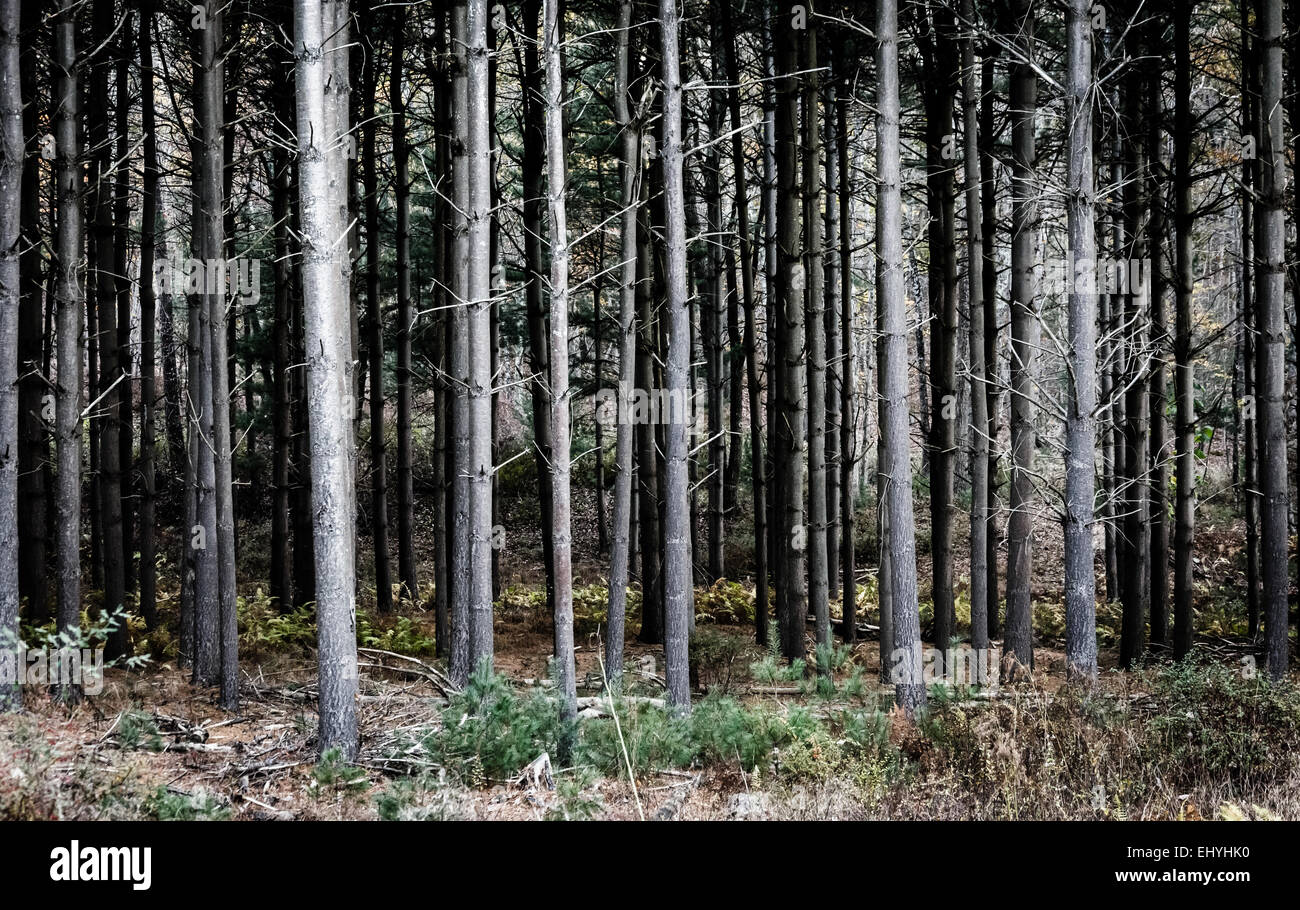 Fitta pineta in Michaux la foresta di stato, Pennsylvania. Foto Stock