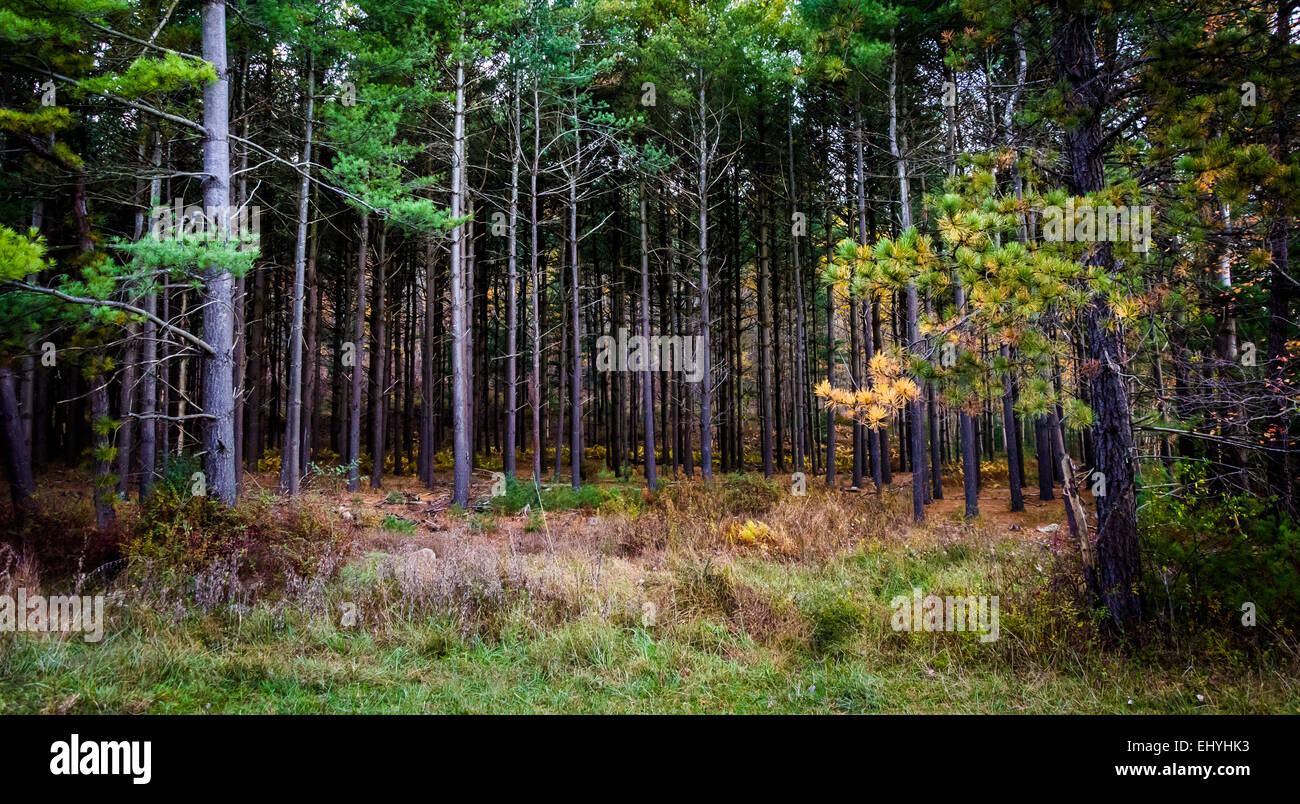 Fitta pineta in Michaux la foresta di stato, Pennsylvania. Foto Stock