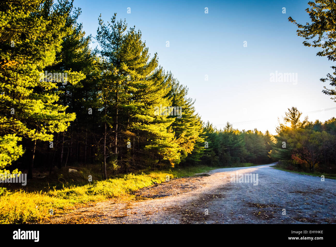 Strada sterrata e alberi di pini al tramonto, in Michaux la foresta di stato, Pennsylvania. Foto Stock