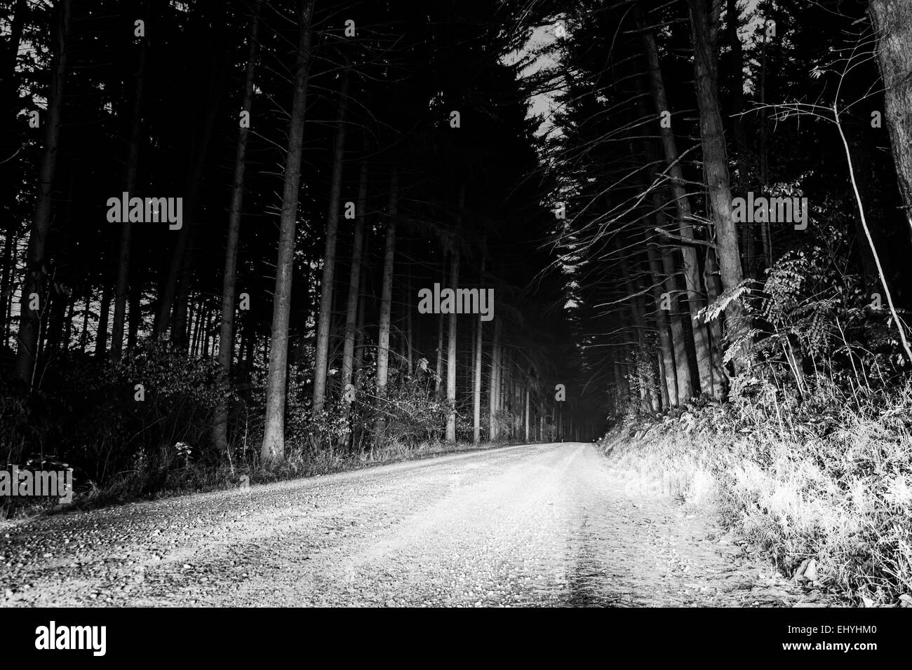 Strada sterrata attraverso una foresta di pini di notte, nei pressi di Hannover, Pennsylvania. Foto Stock