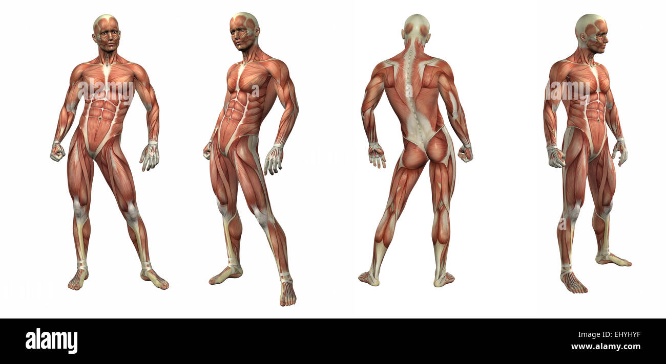 3D render illustrazione del sistema muscolare Foto Stock
