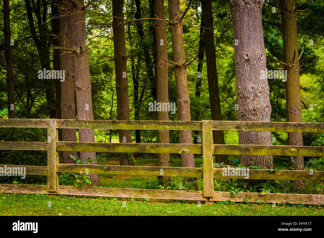 Recinzione e alberi in rurale della contea di York, Pennsylvania. Foto Stock