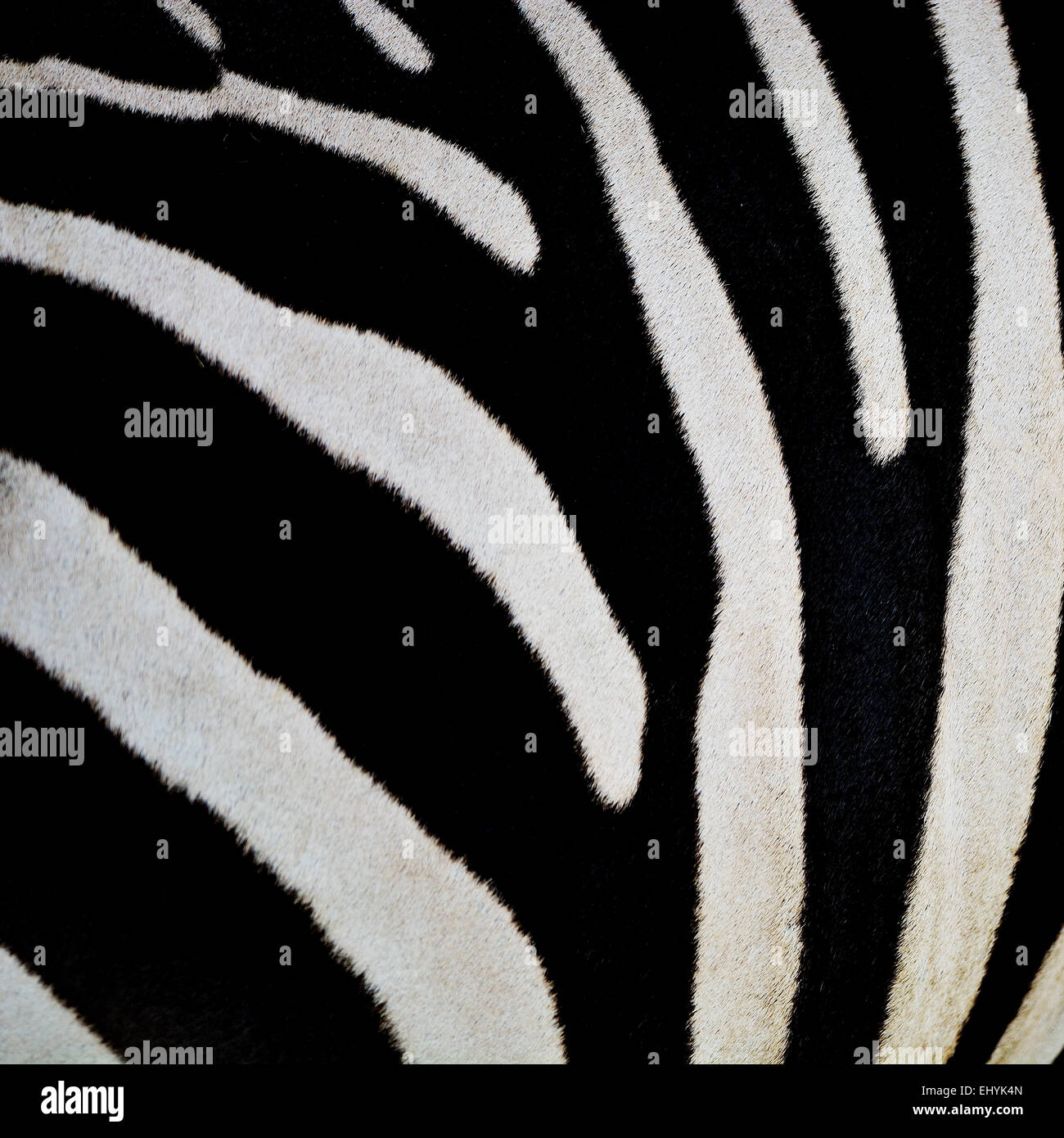 Pelle di animale, comune o Zebra Burchell's Zebra (Equus burchelli) pelle, striped texture di sfondo Foto Stock