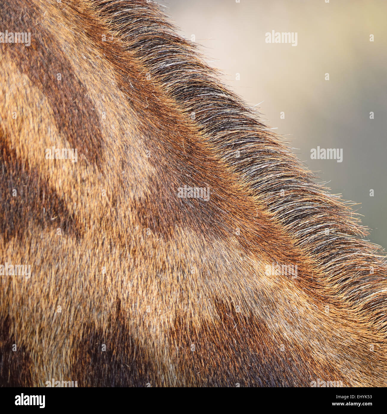 Vera pelle animale, pelle di Giraffe (Girafta camelopardalis) Foto Stock