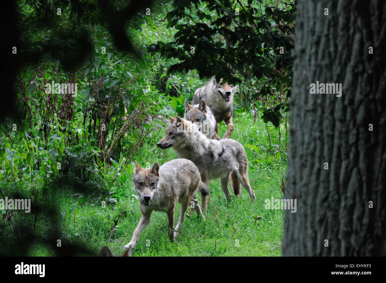 Canis lupus, canidi, European Wolf, animale, lupo, predatori, lupi, predator, Wolf, animale predatore, canine, animali selvatici, Foto Stock