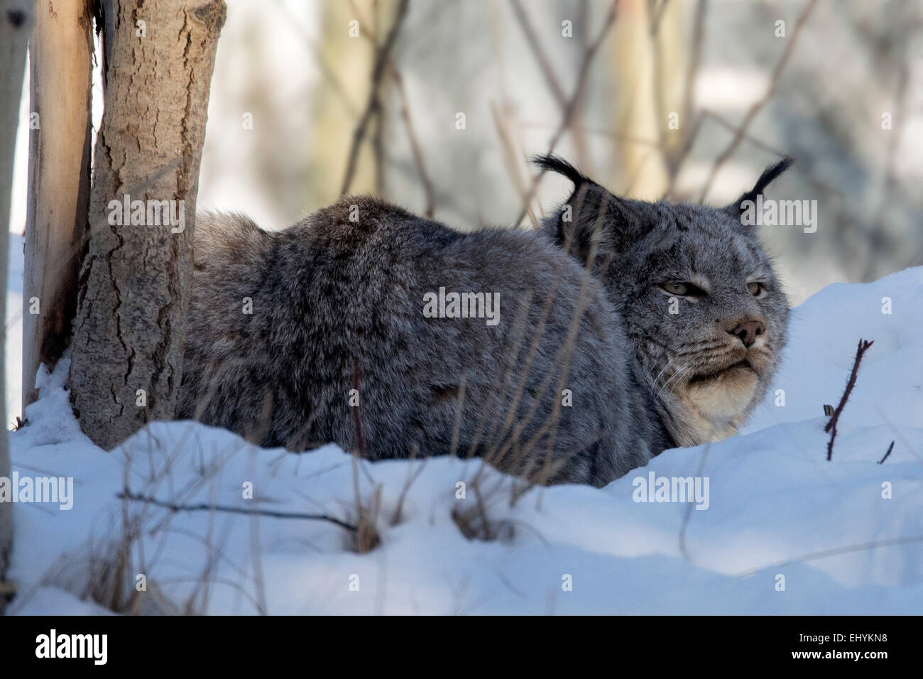 La lince, Felis lynx, gatto selvatico, Canada, inverno Foto Stock