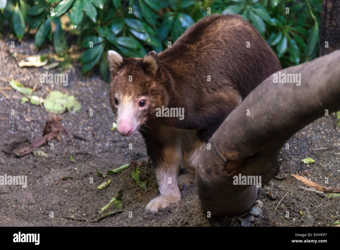Matshie's tree kangaroo, dendrolagus matshiei, tree kangaroo, animale, STATI UNITI D'AMERICA, Stati Uniti, America, Foto Stock