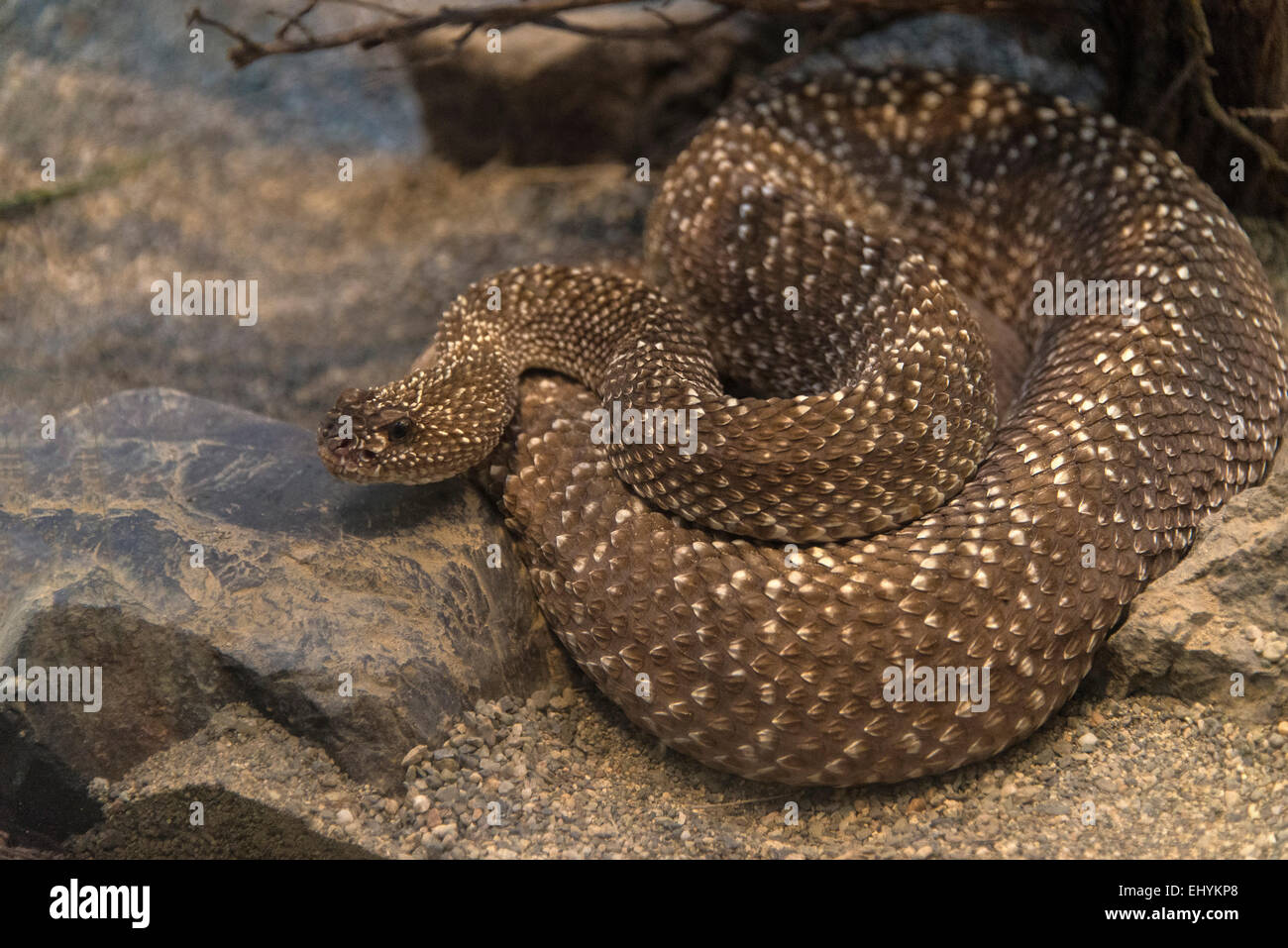 Uracoan rattlesnake, crotalus vegrandis, snake, STATI UNITI D'AMERICA, Stati Uniti, America, rattlesnake, animale Foto Stock