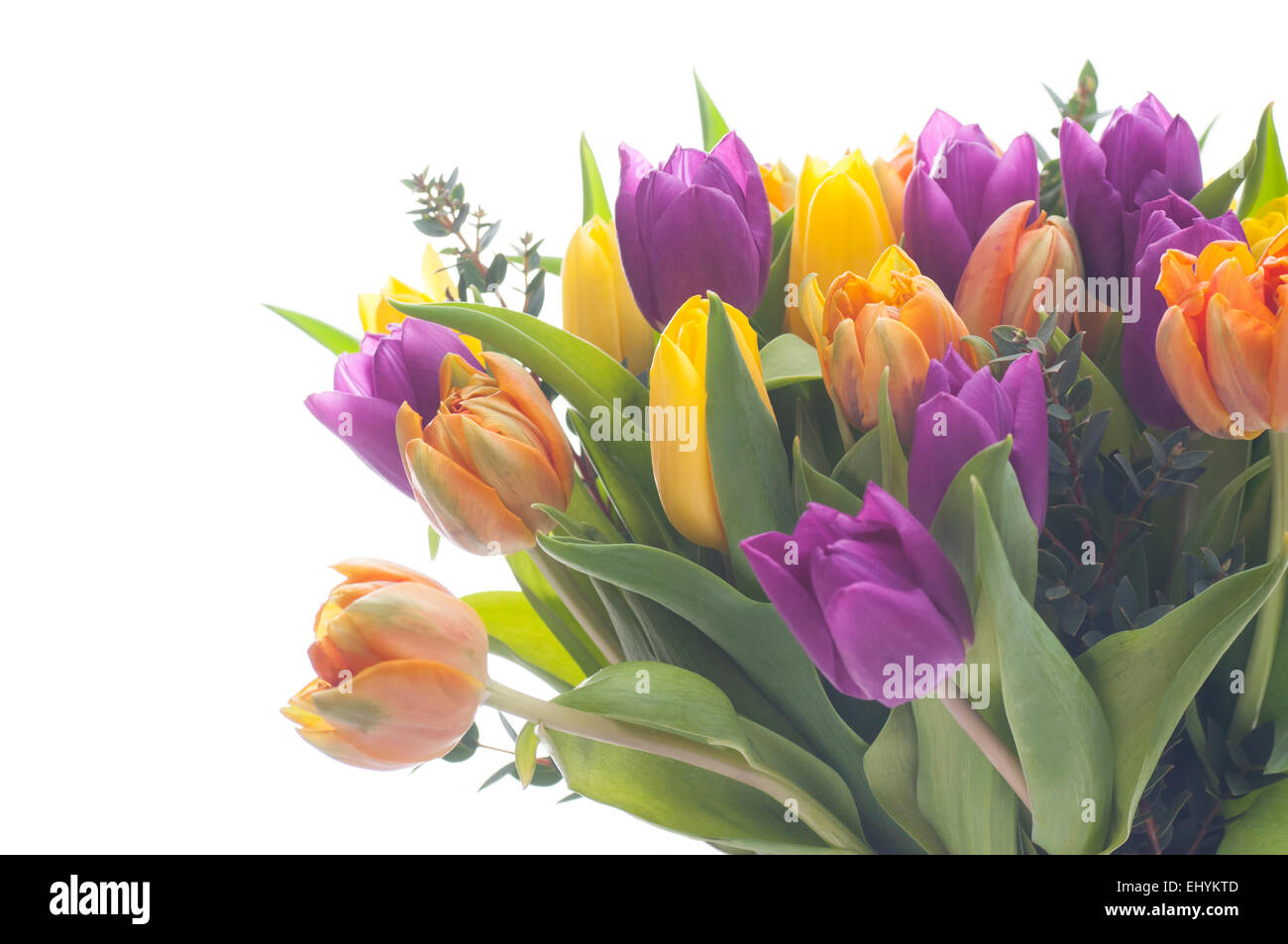 Colori misti i tulipani su sfondo bianco. Foto Stock