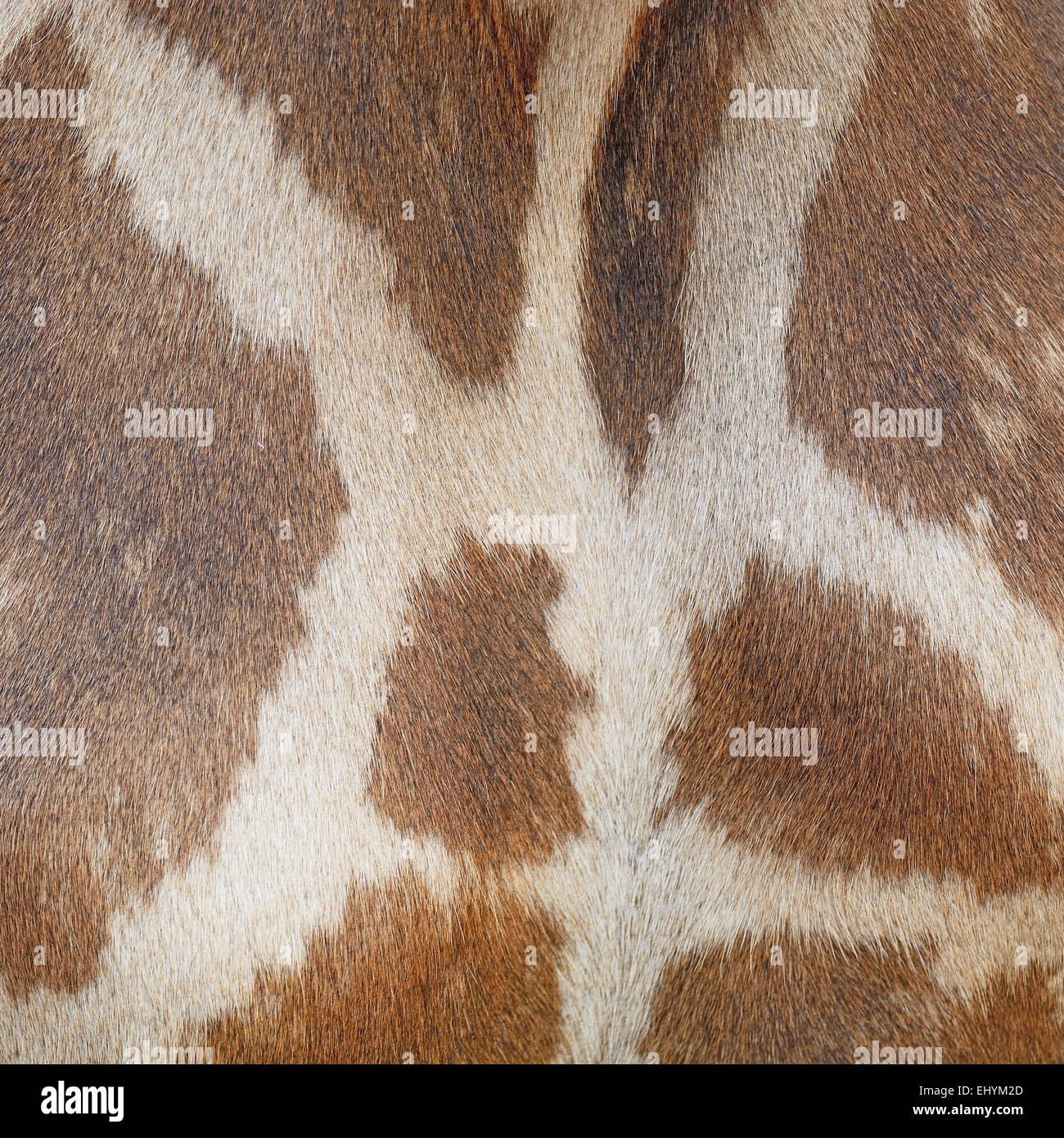 Vera pelle animale, pelle di Giraffe (Girafta camelopardalis) Foto Stock