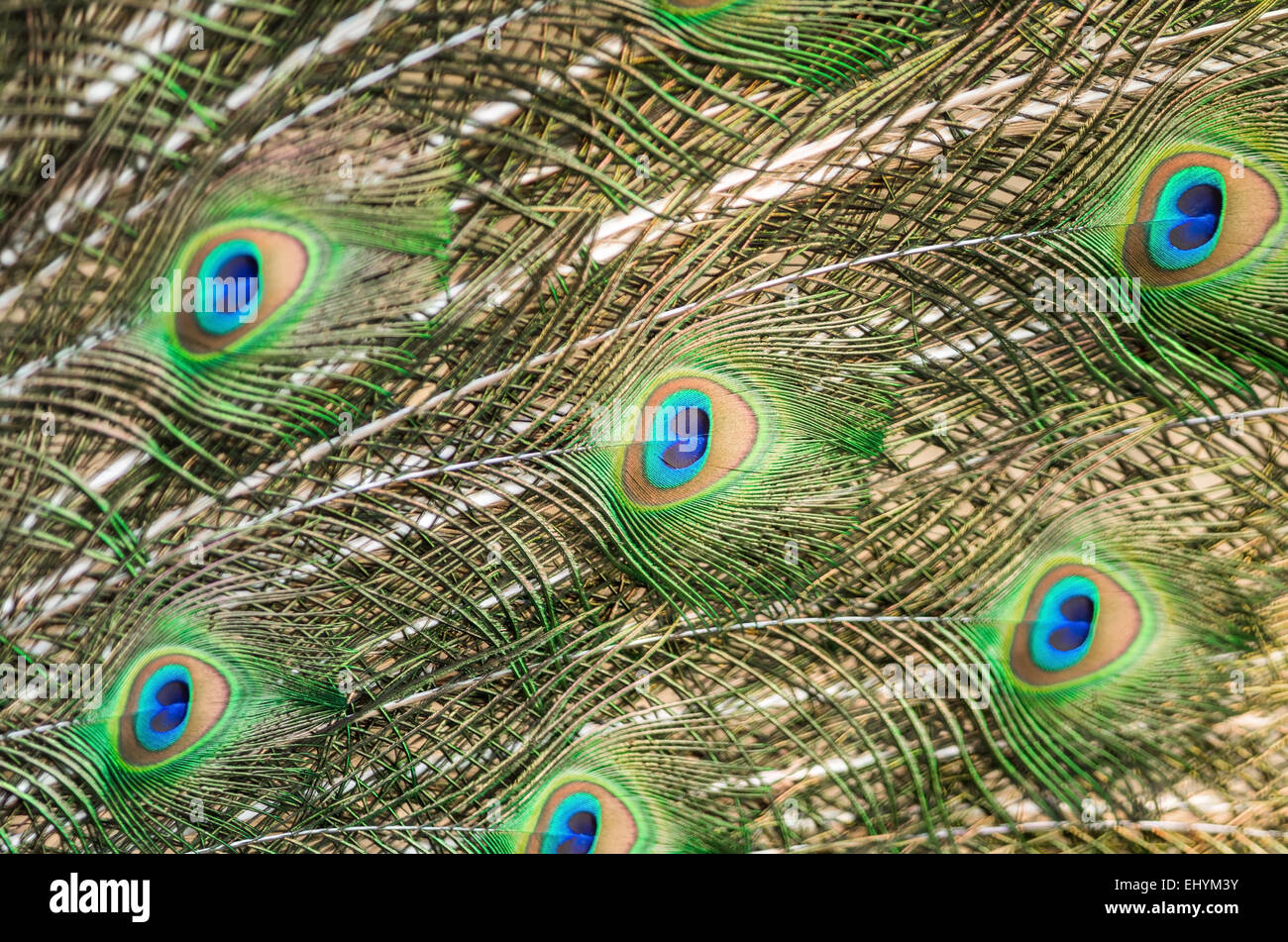 Colorato verde maschio penne di pavone, texture di sfondo astratto Foto Stock
