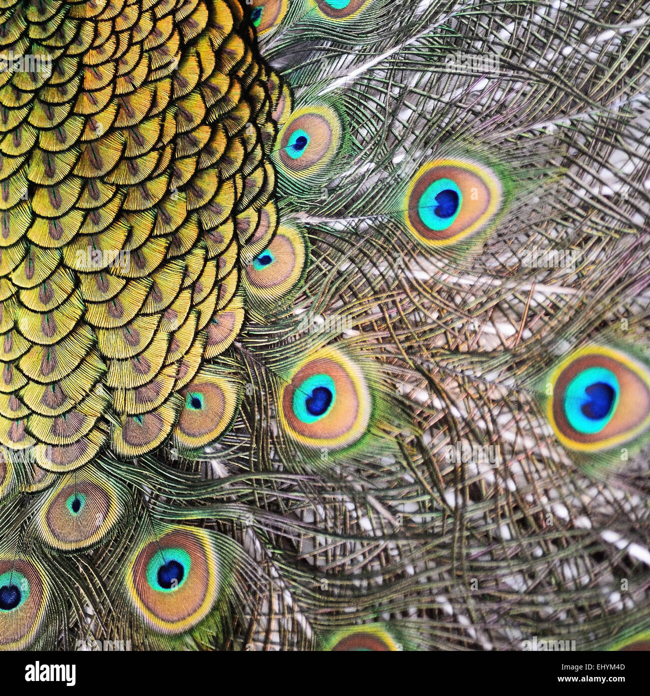 Colorato verde maschio penne di pavone, texture di sfondo astratto Foto Stock