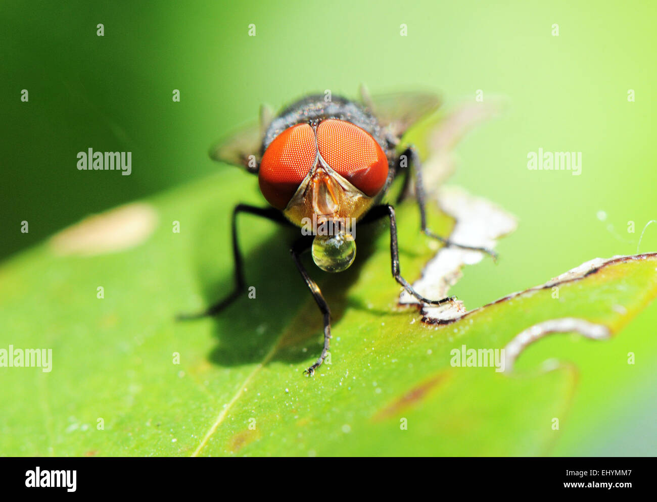 Volare su una foglia soffiando una bolla, Okinawa, in Giappone Foto Stock