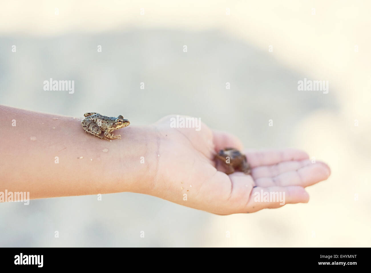 Piccola rana seduto su un bambino la mano Foto Stock