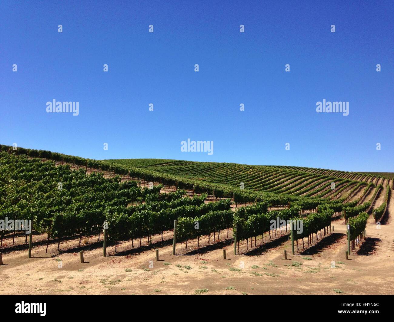 Vitigni coltivati in un vigneto, Napa Valley, California, USA Foto Stock