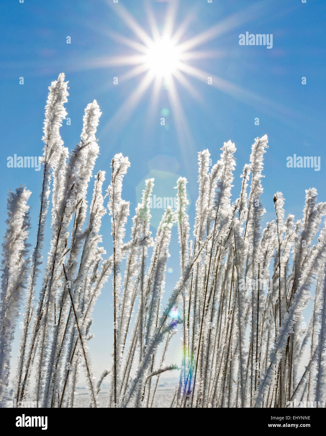 Coperto di brina frumento/erba in Colorado con cielo azzurro e sole burst Foto Stock