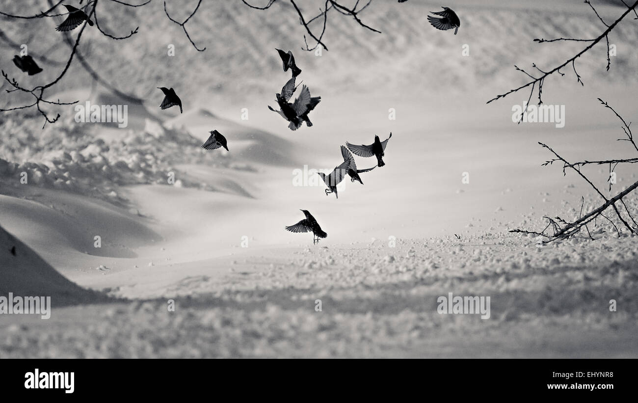 Uccelli che vola sopra una coperta di neve campo, Boston, Massachusetts, STATI UNITI D'AMERICA Foto Stock