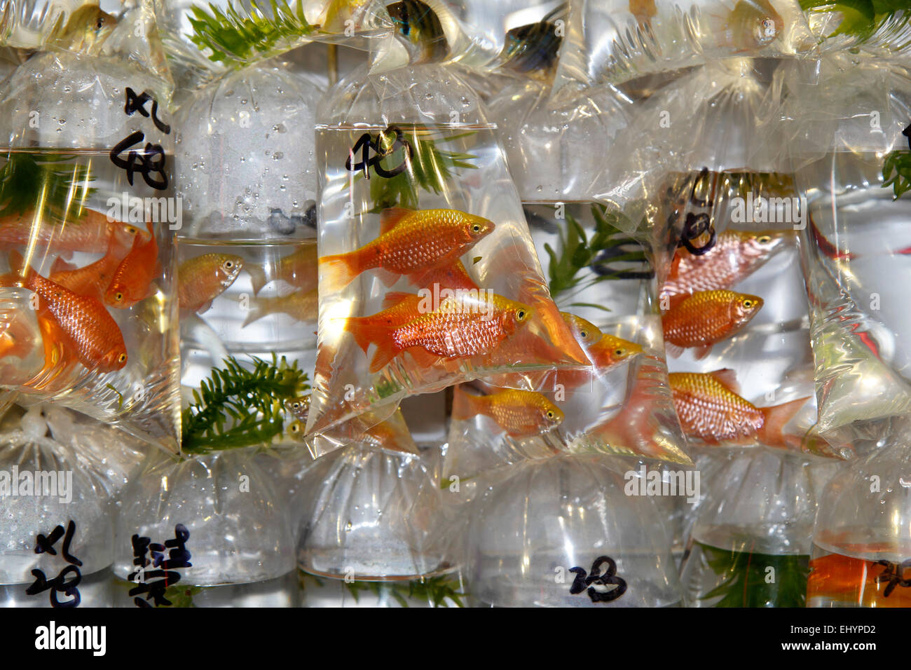 Pesce d'oro per la vendita in sacchetti, Goldfish Market, Kowloon, Hong Kong, Cina Foto Stock