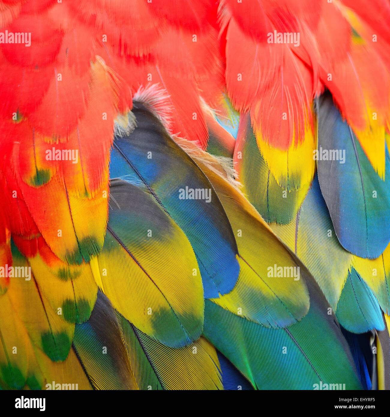 Belle le piume di uccelli, Scarlet Macaw piume sfondo pattern Foto Stock