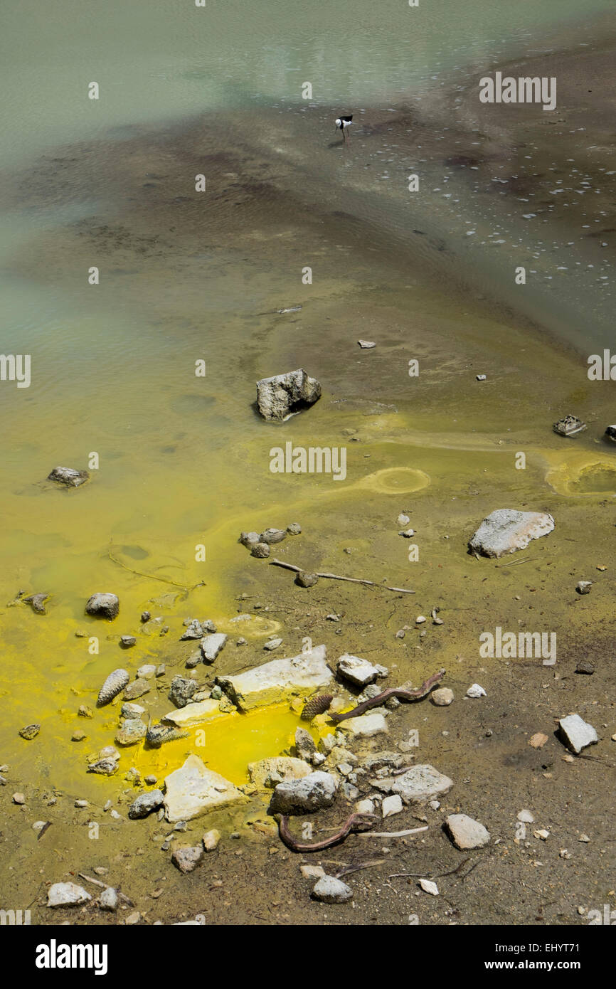 Piscina geotermica al Wai O Tapu, Isola del nord, Nuova Zelanda Foto Stock