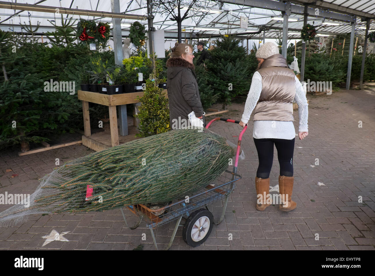 Madre e figlia la raccolta di albero di Natale al centro del giardino, Radyr, vicino a Cardiff, nel Galles del Sud, Regno Unito Foto Stock