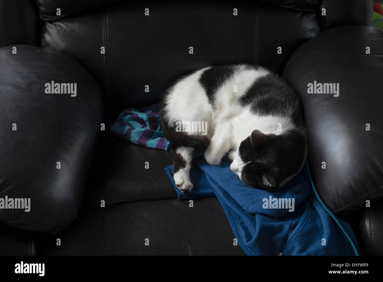 Cat avvolto a ricciolo, dormire sul divano Foto Stock