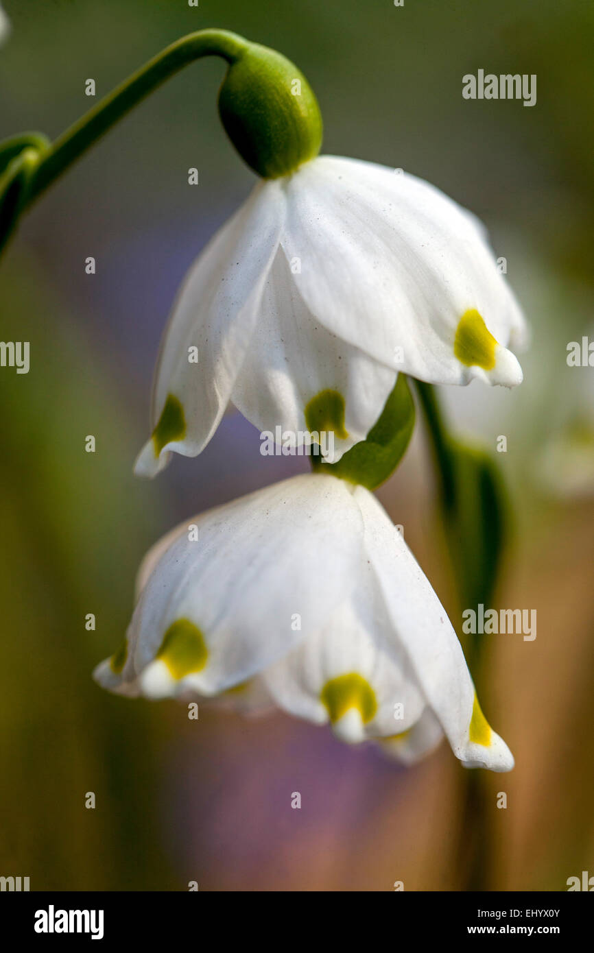 Il simbolo del fiocco di neve di primavera Leucojum vernum Foto Stock