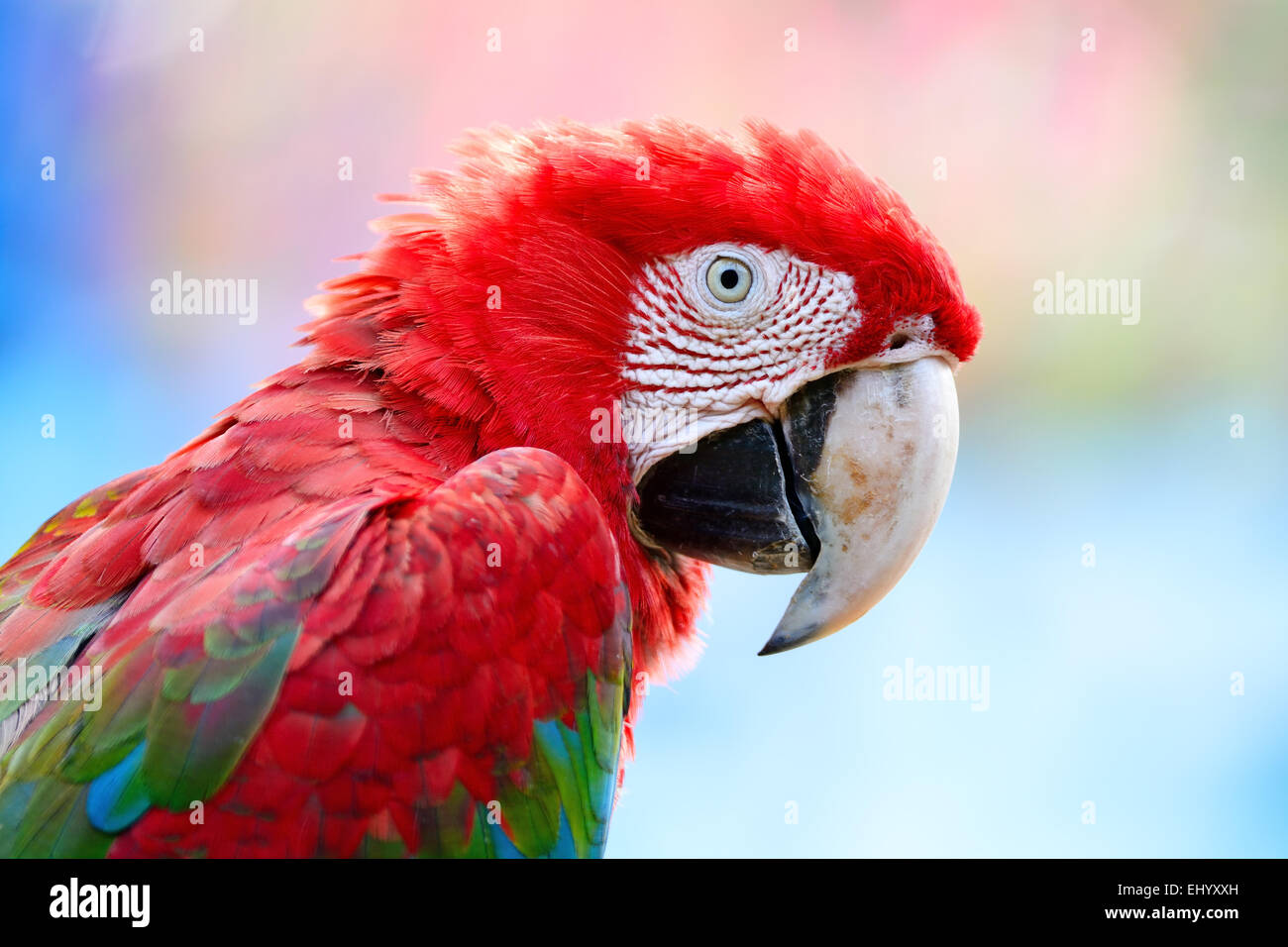 Bellissimo uccello pappagallo, Greenwinged Macaw nel profilo verticale Foto Stock