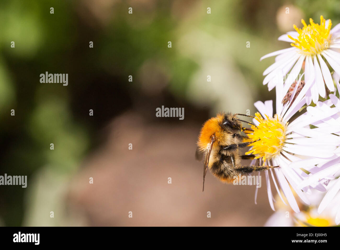 Carda comune Ape su un fiore aster. Foto Stock