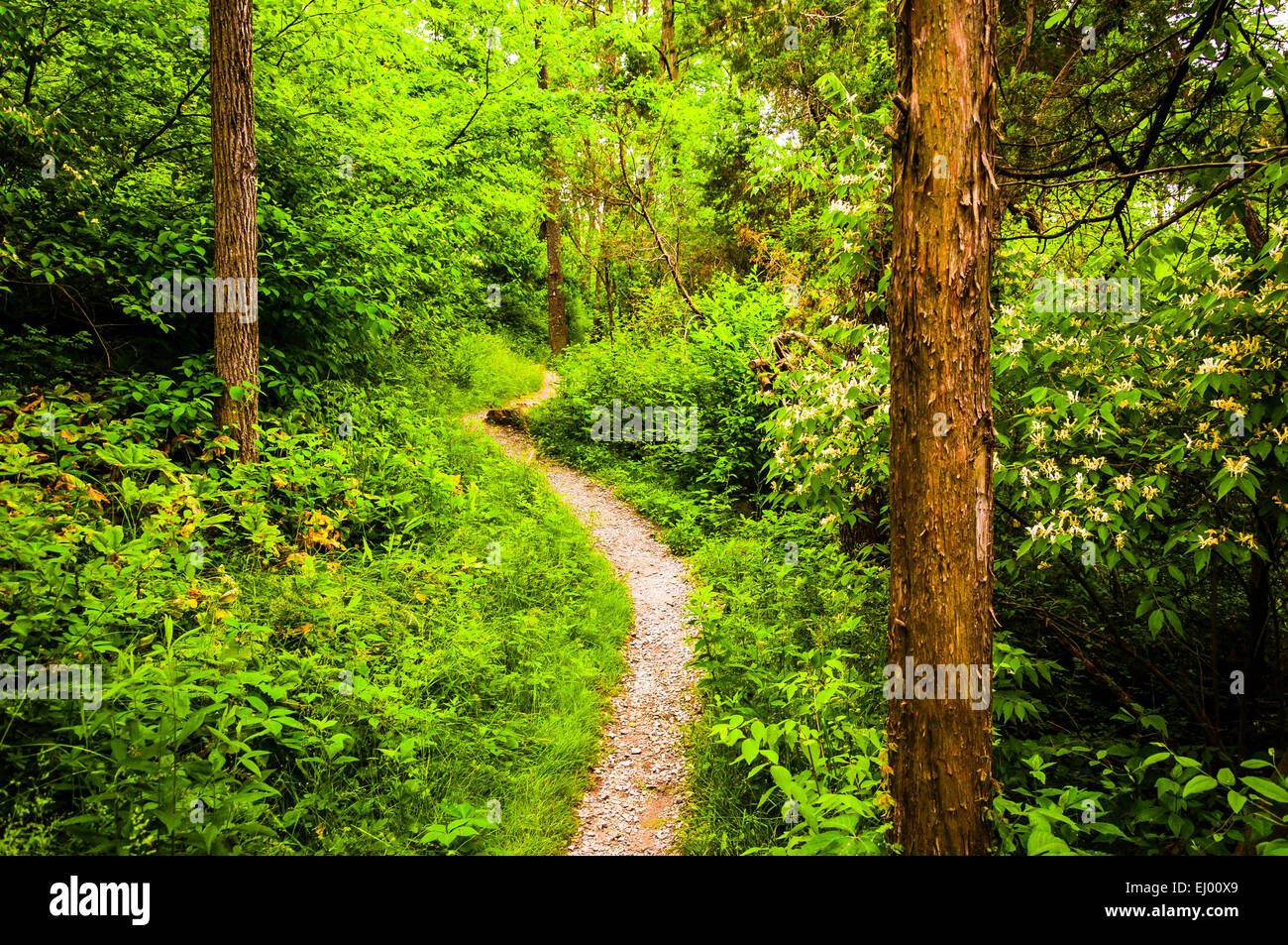 Sentiero stretto attraverso una lussureggiante foresta a Codorus parco statale, Pennsylvania. Foto Stock