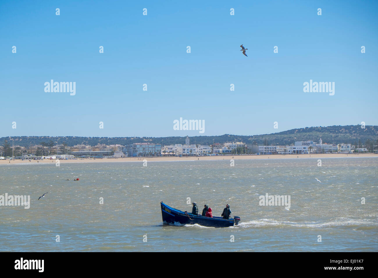 Barca da pesca in avvicinamento al porto di Essaouira, Marocco, Africa del Nord Foto Stock