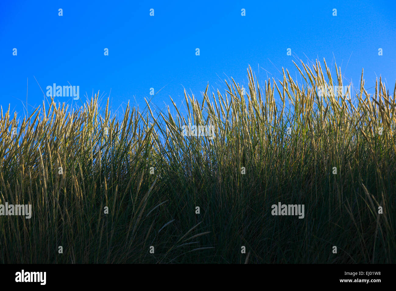 Erba di dune, dune, Gran Bretagna, Highland, highlands, sky, costa, vegetazione costiera, mare, mare, natura, mare del Nord, Scozia Foto Stock